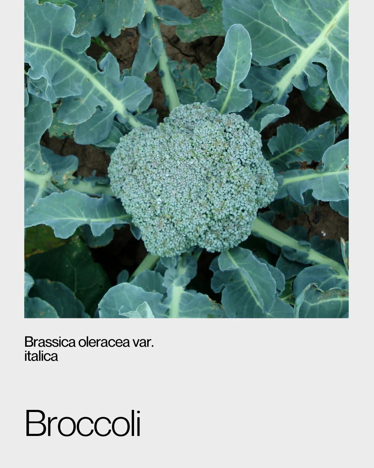 Top view of fresh broccoli, showcasing its compact florets and high vitamin and mineral content for a healthy diet