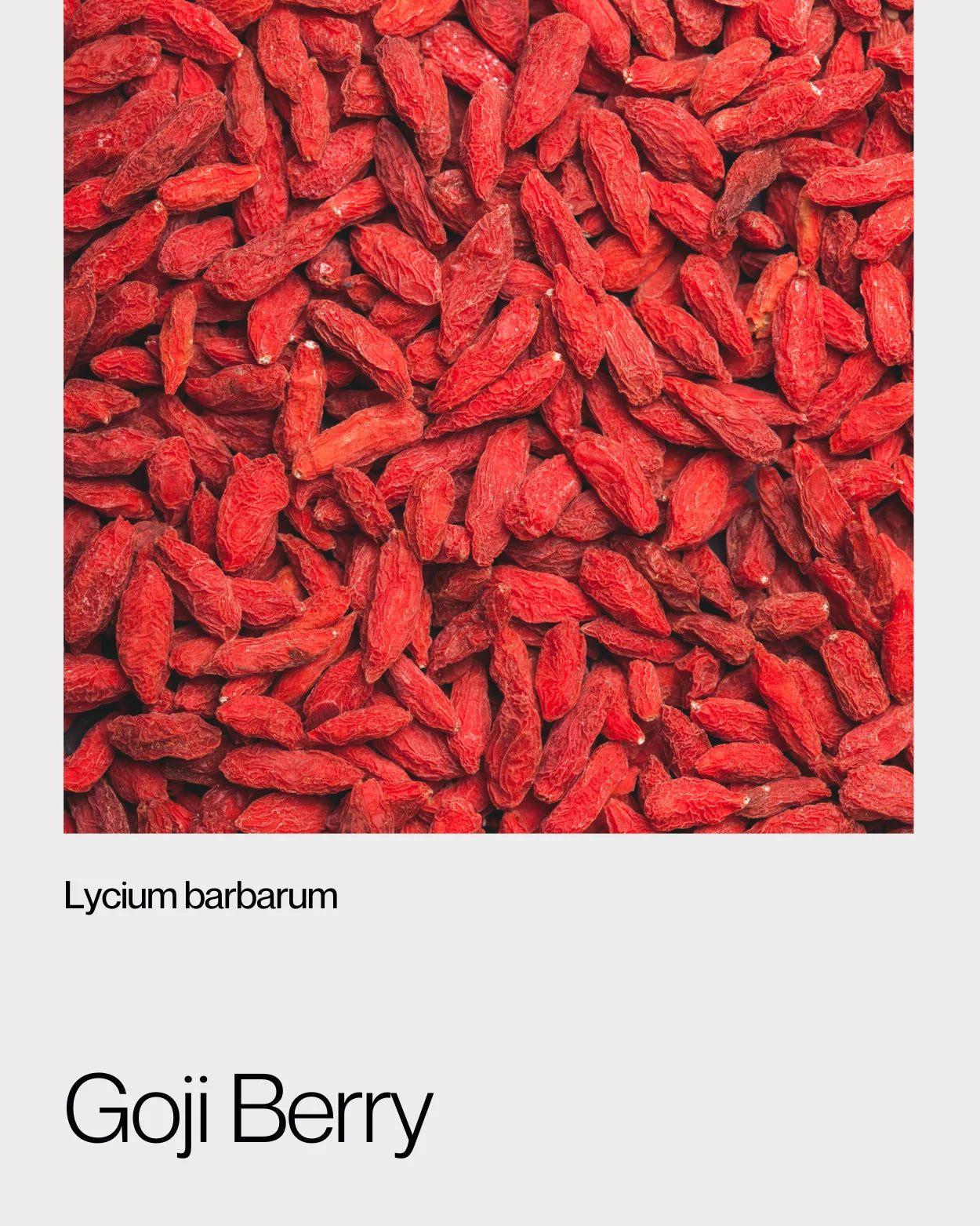 Detailed view of bright red goji berries, emphasising their natural sweetness and high nutritional value for boosting energy and immunity