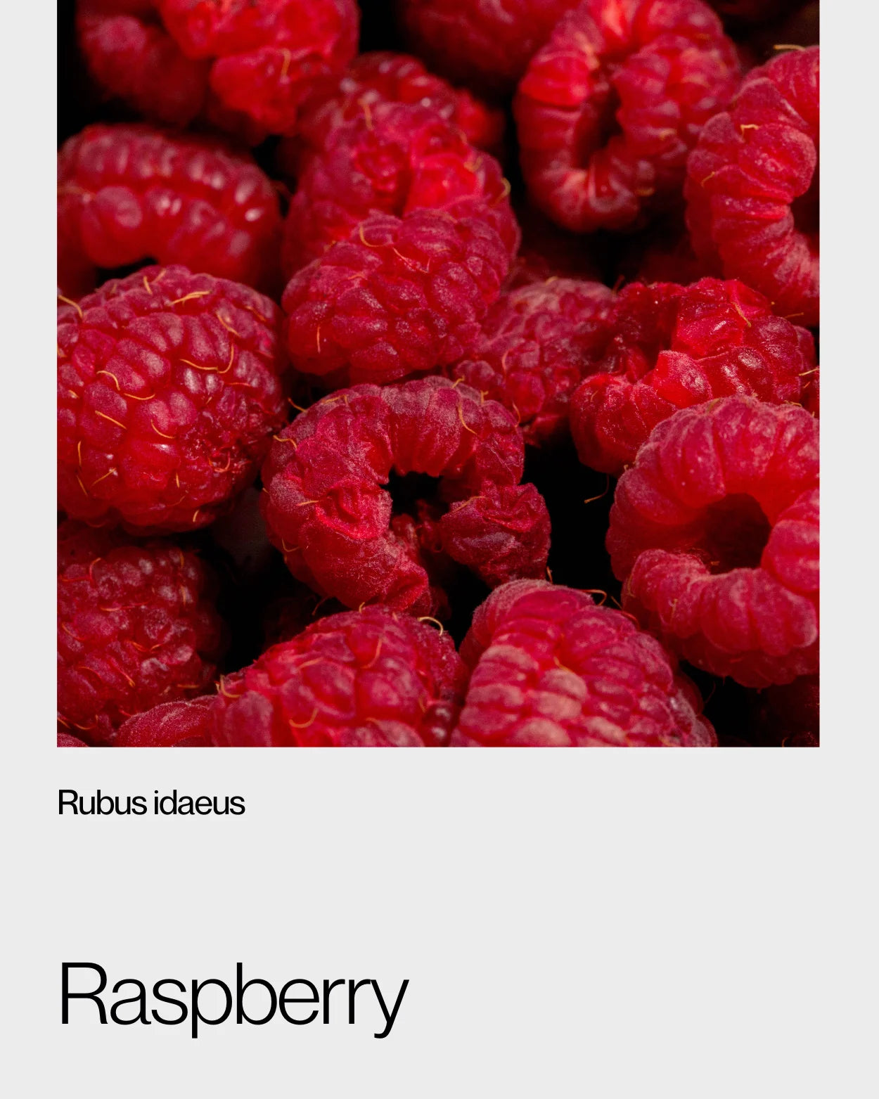 Close-up of fresh raspberries, emphasising their bright red colour and delicate texture, known for their high fiber and vitamin content