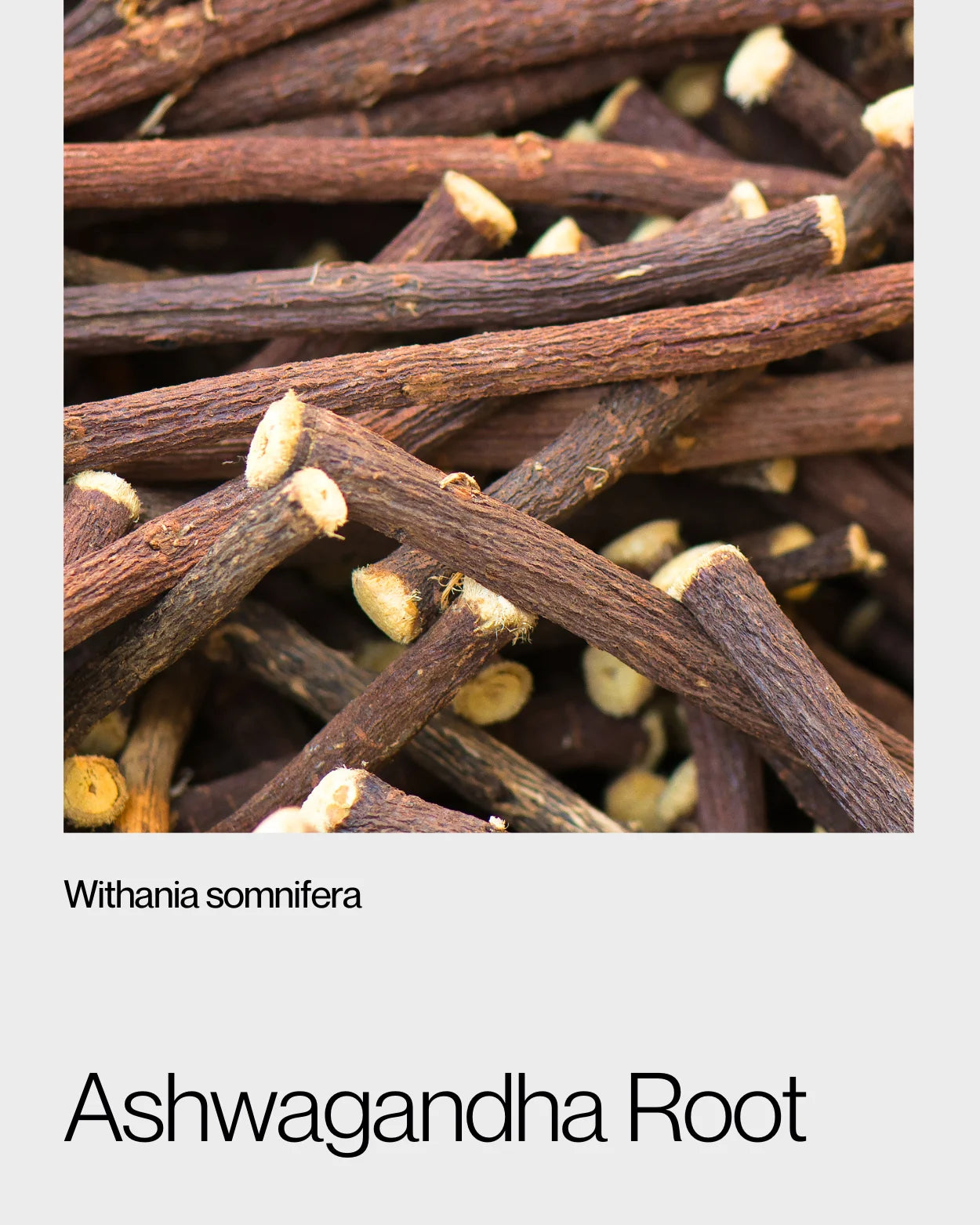 Close-up of dried ashwagandha roots, emphasising their rough texture and traditional use in promoting relaxation and vitality