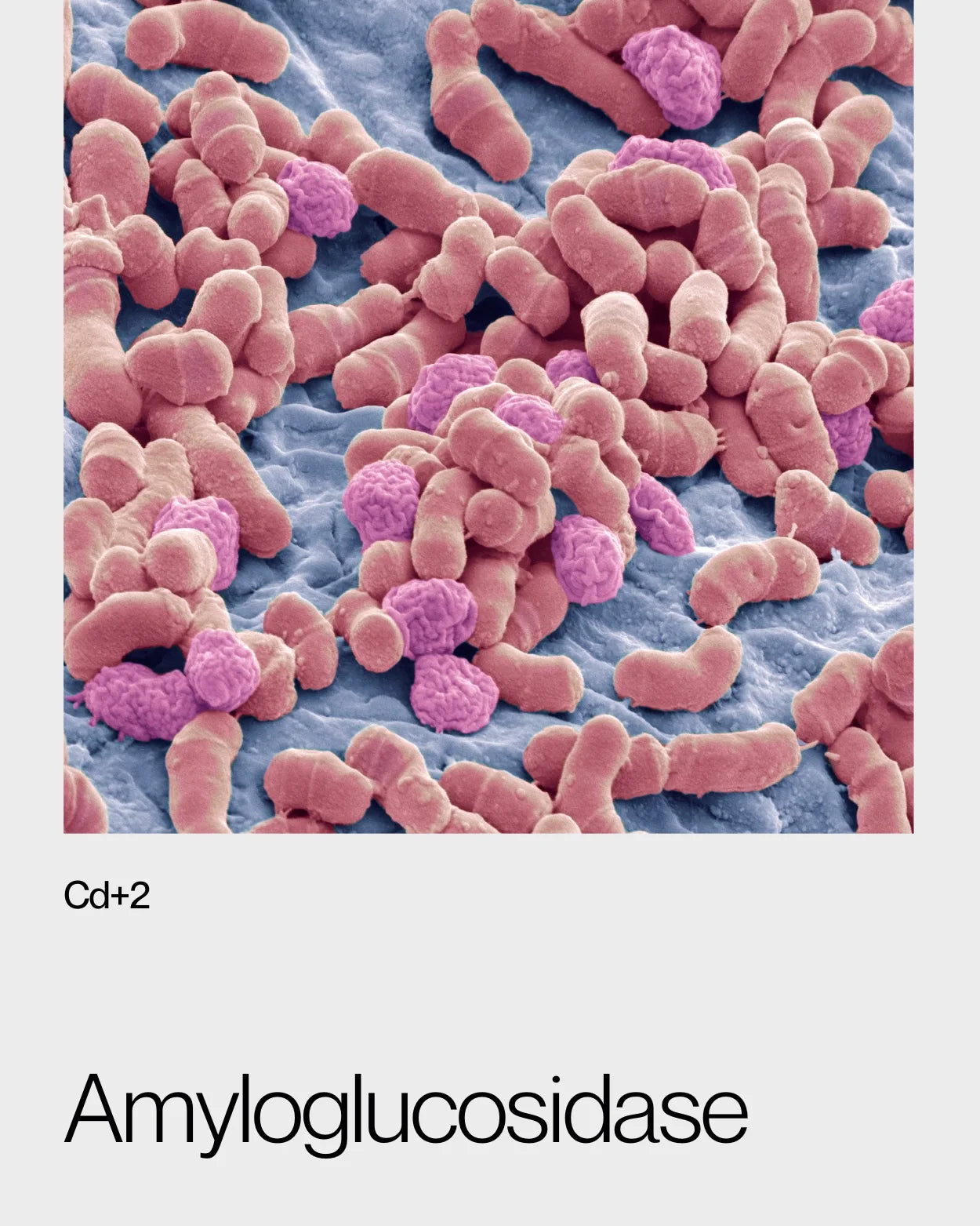 Detailed view of amyloglucosidase under the microscope, an enzyme essential for converting starch into glucose