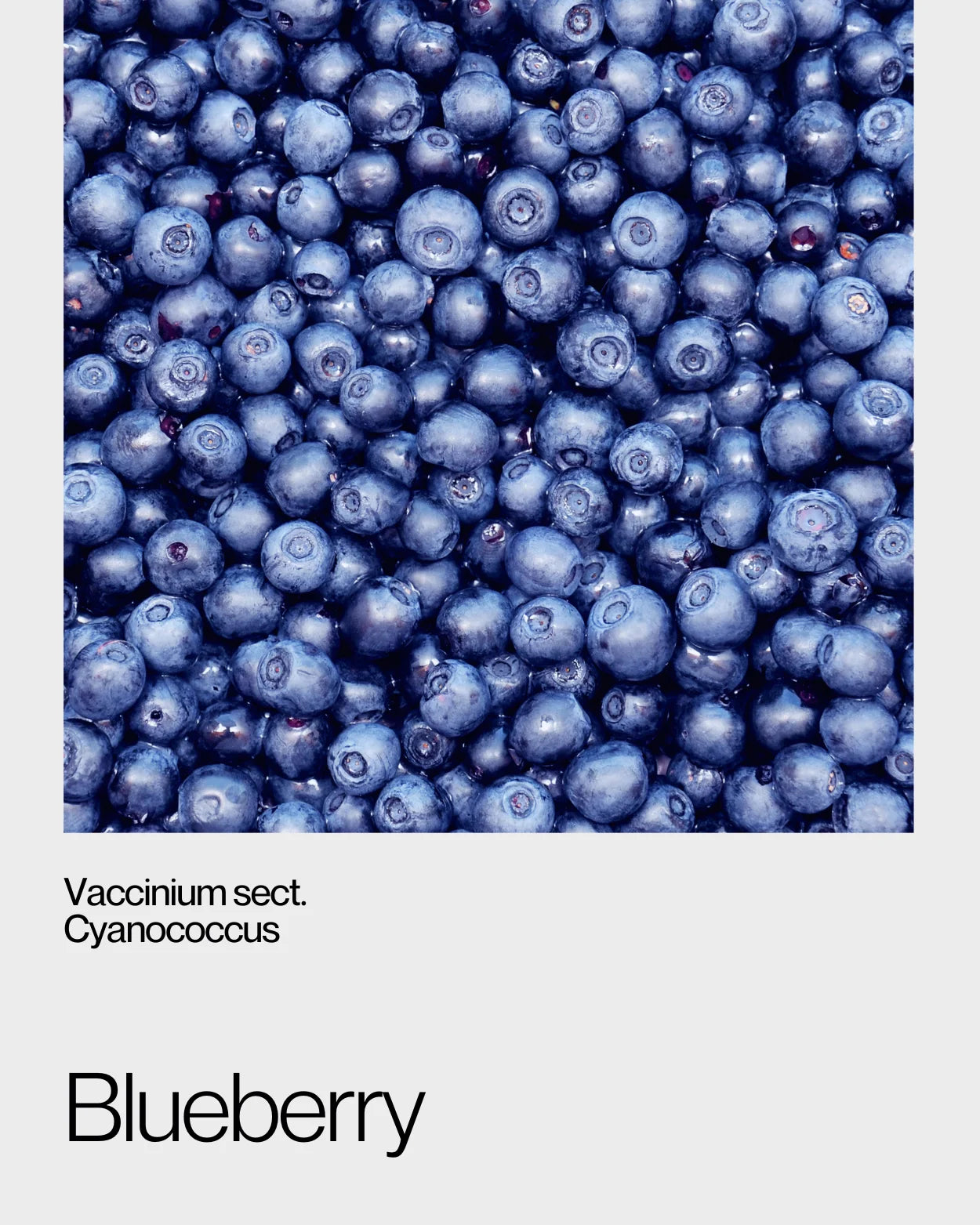 Detailed view of fresh blueberries, showcasing their rich blue colour and antioxidant-packed properties for overall health