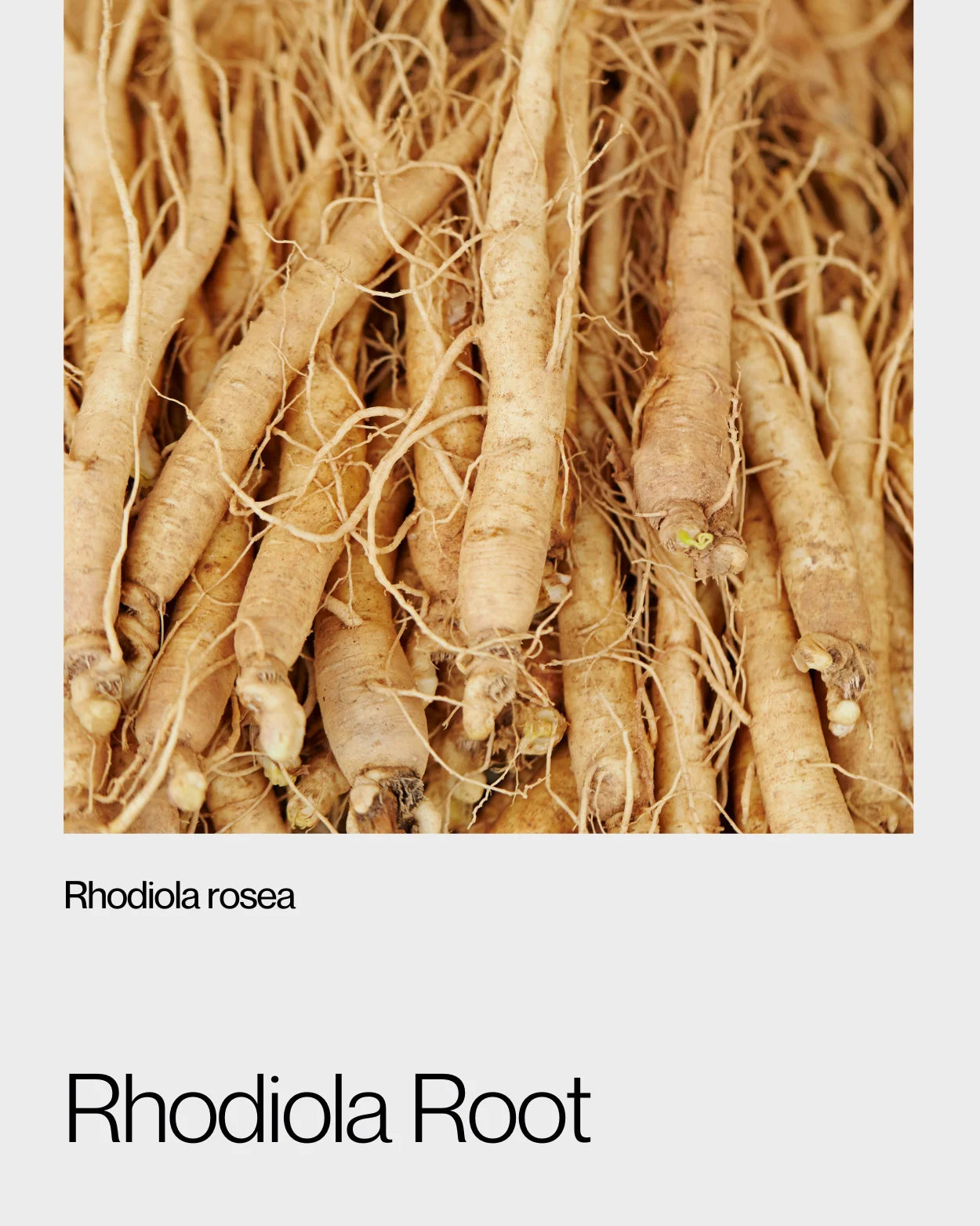 Detailed view of dried rhodiola root, highlighting its earthy appearance and adaptogenic benefits for energy and stress management