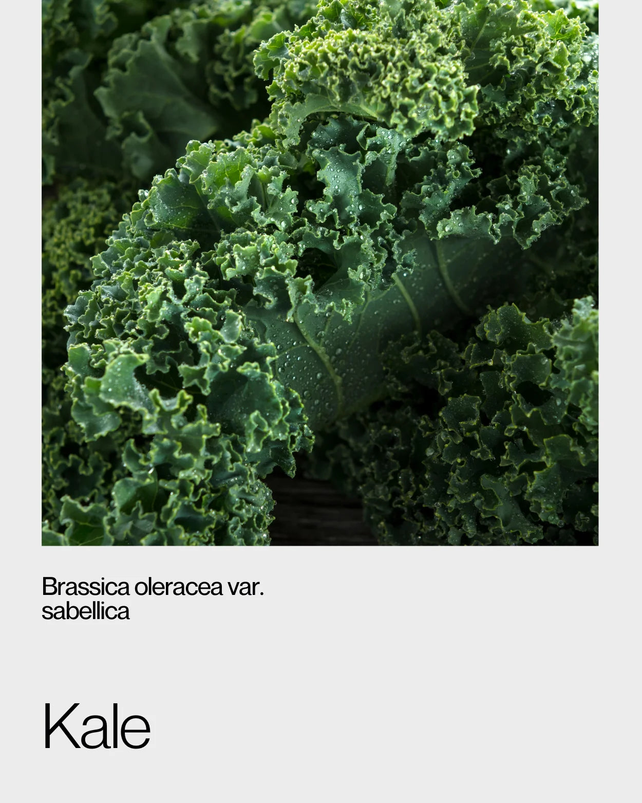 Close-up of fresh curly kale leaves, emphasising their rich green hue and nutrient-dense properties for health and wellness