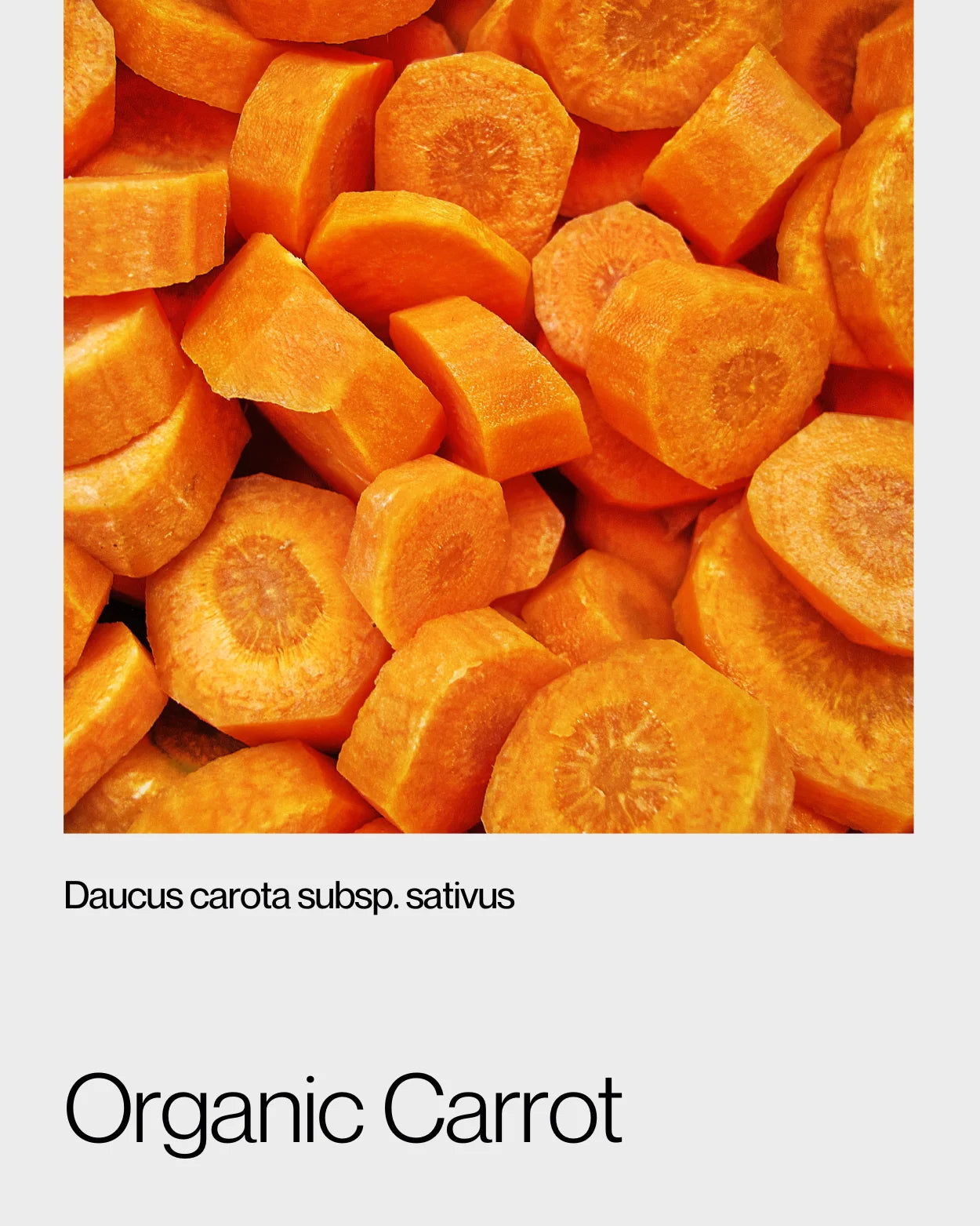 Close-up of vibrant organic carrot slices, showcasing their bright orange color and rich content of beta-carotene and antioxidants