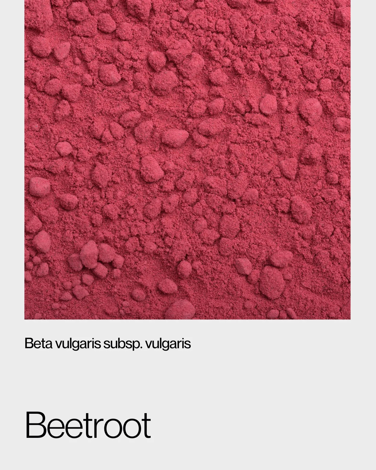 Detailed view of fine beetroot powder, highlighting its deep red color and natural source of essential nutrients and nitrates