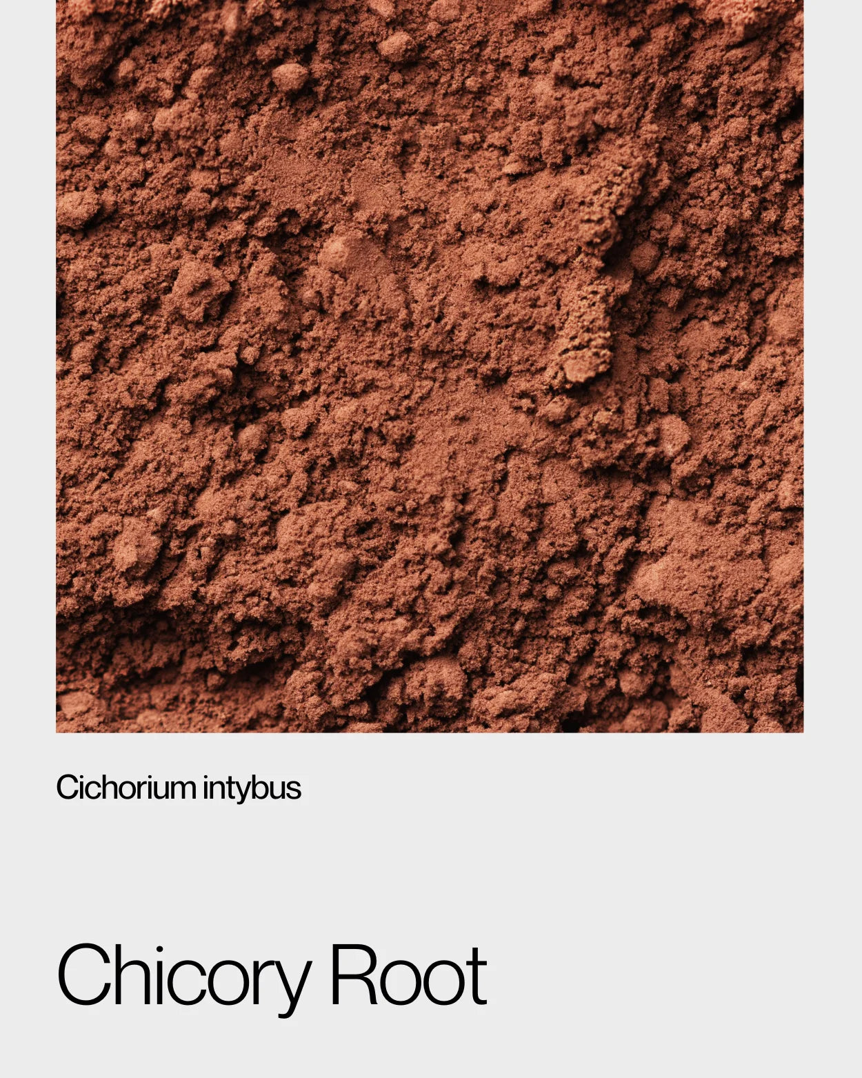 Detailed view of finely ground chicory root powder, highlighting its rich brown texture and prebiotic benefits for gut health