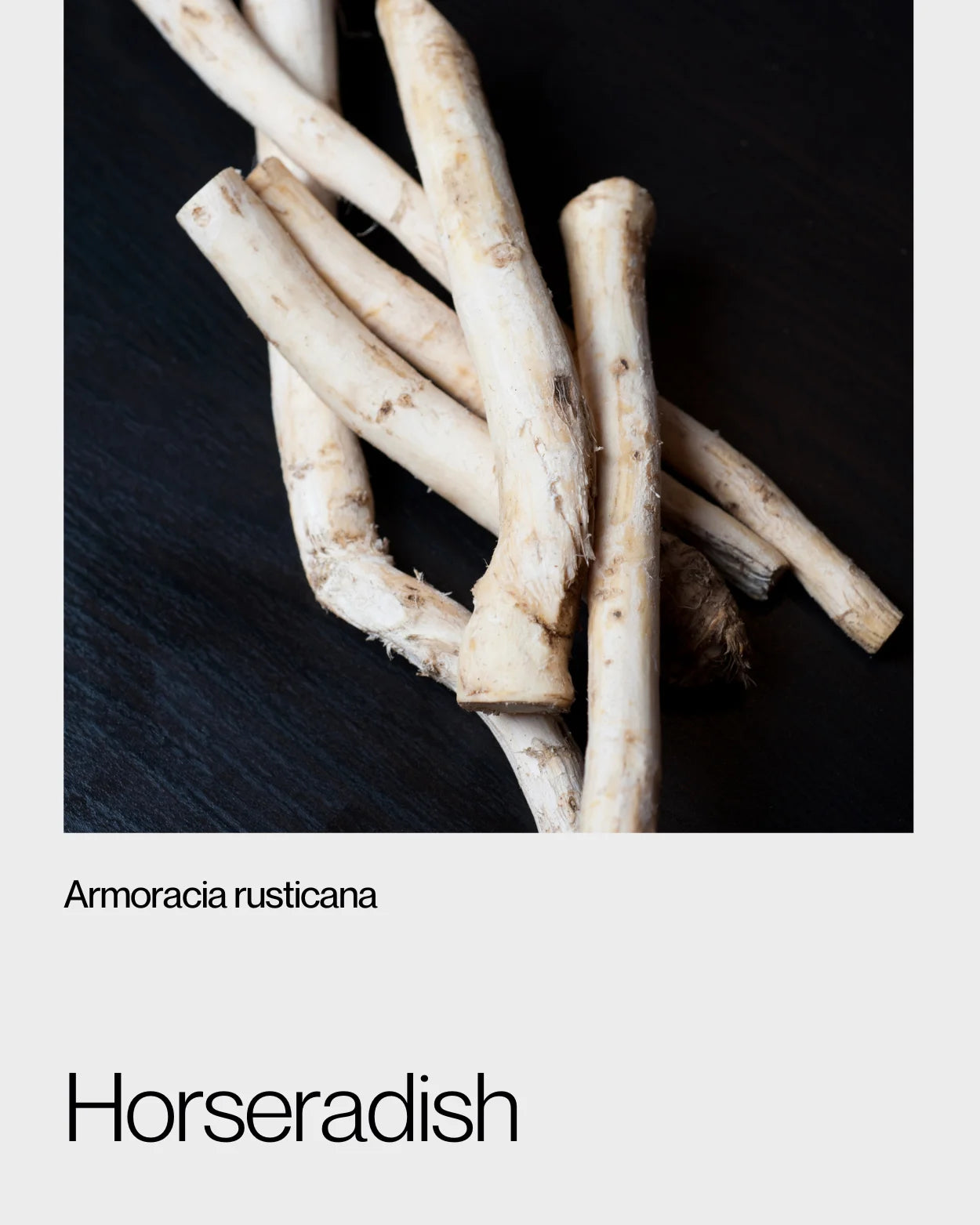 Close-up of fresh horseradish roots on a dark background, showcasing its natural pungency and health-supporting properties