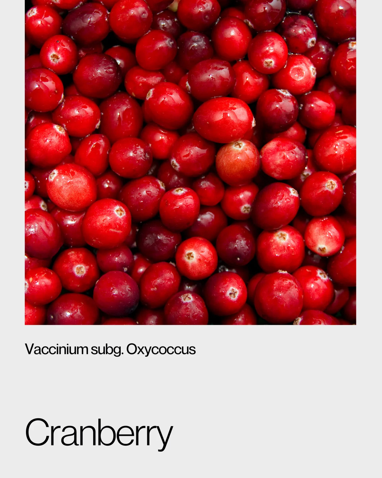 Close-up of fresh cranberries, showcasing their vibrant red colour and natural tartness, packed with antioxidants and health benefits